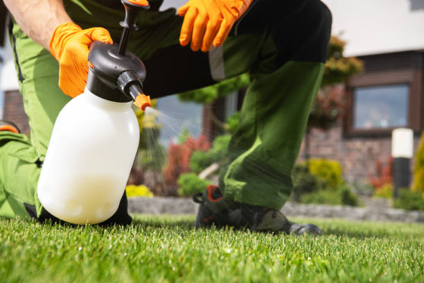 Best Wasp Removal Services  in Bel Nor, MO