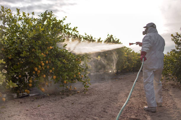 Best Local Pest Control Services  in Bel Nor, MO
