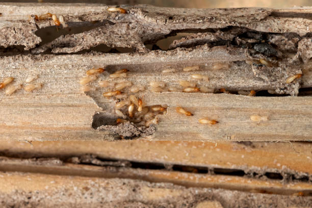 Trusted Bel Nor, MO Pest Control Experts